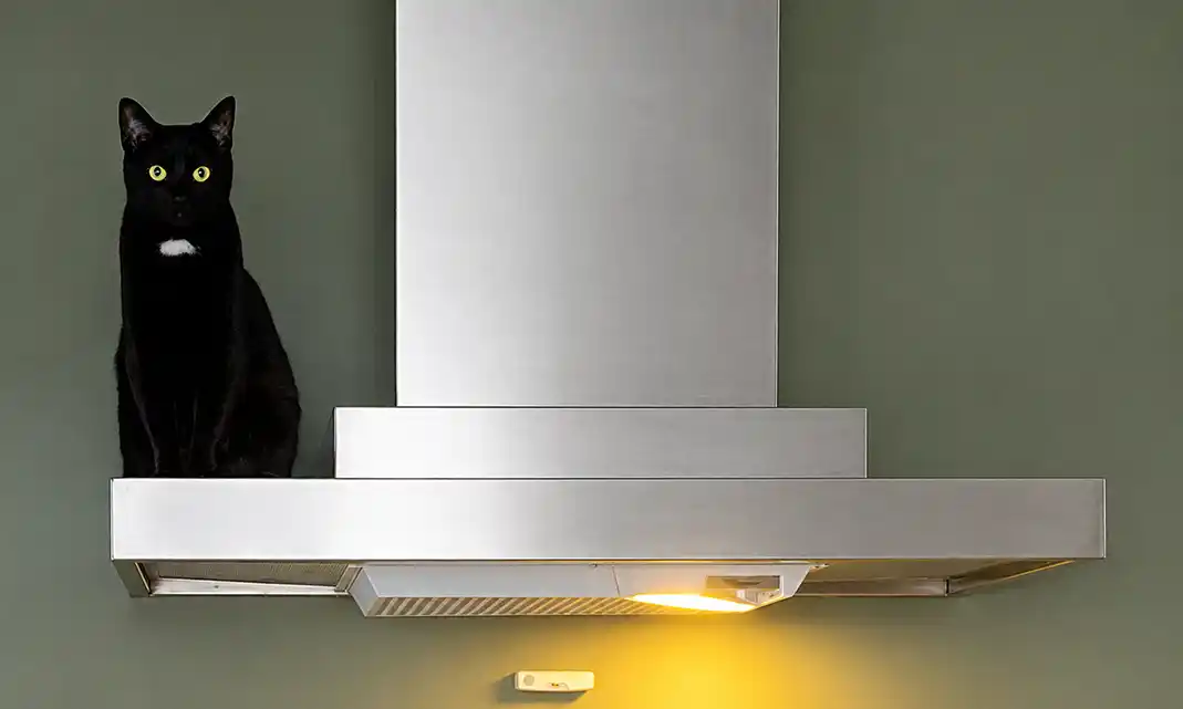 Katt på komfyrvifte Katt på komfyrvifte