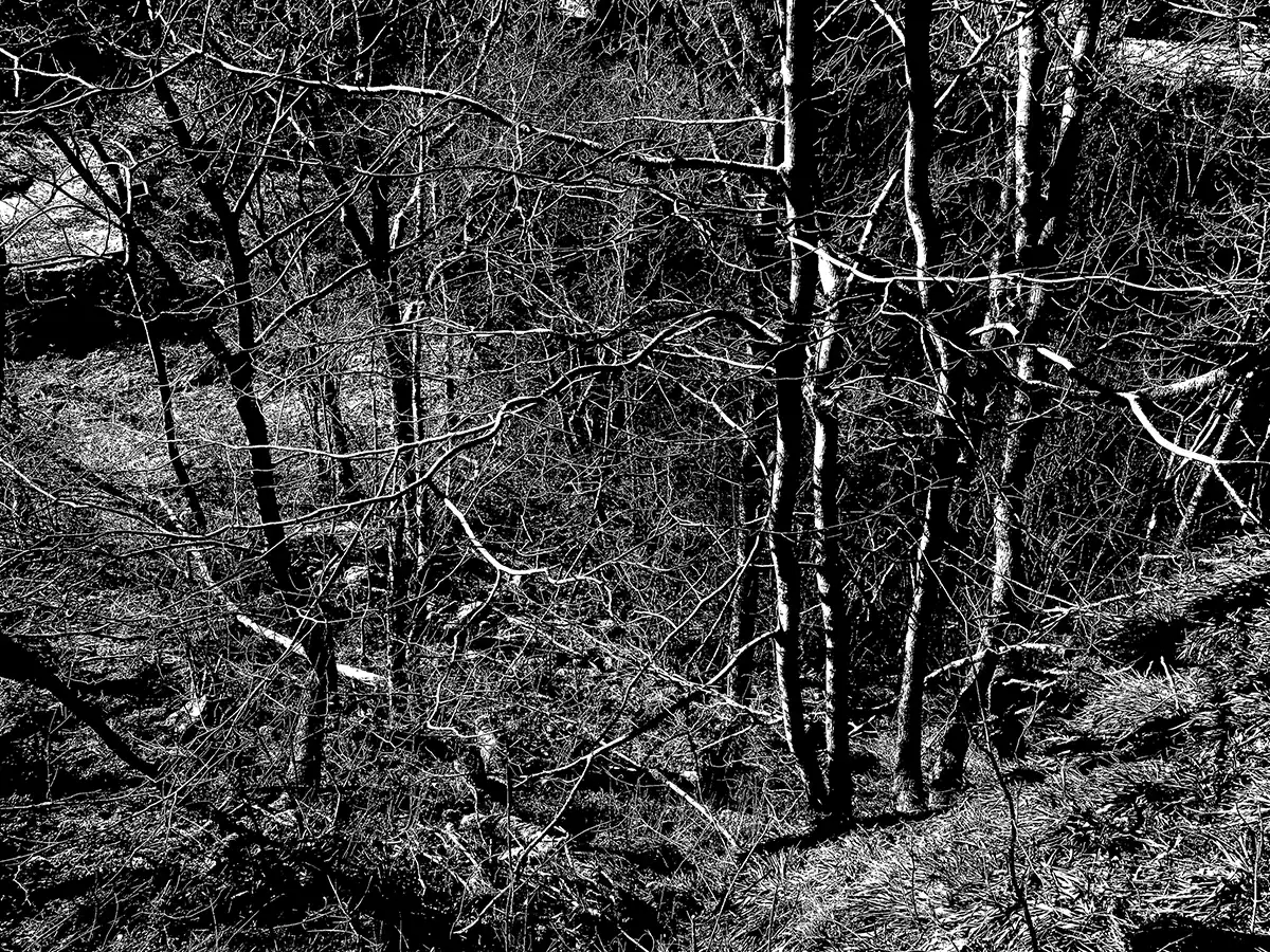 Tett skog Tett skog